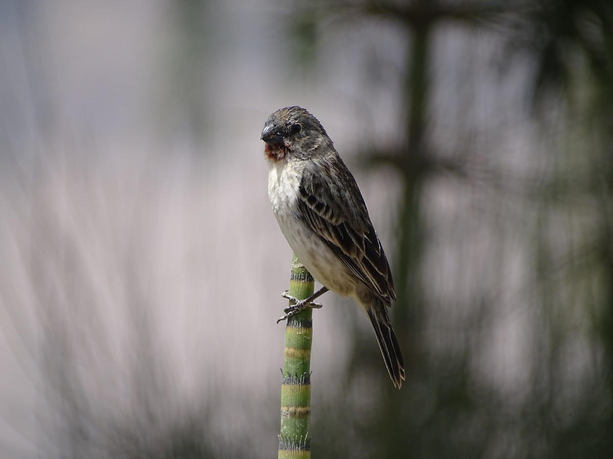 Chestnut-throated Seedeater - Franco  Villalobos