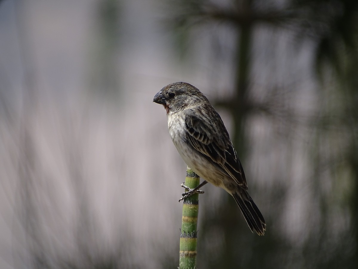 Chestnut-throated Seedeater - Franco  Villalobos