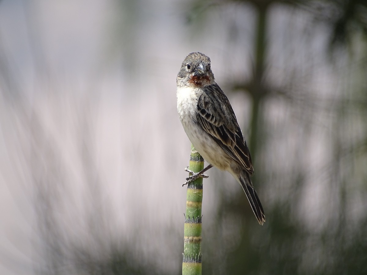 Chestnut-throated Seedeater - Franco  Villalobos