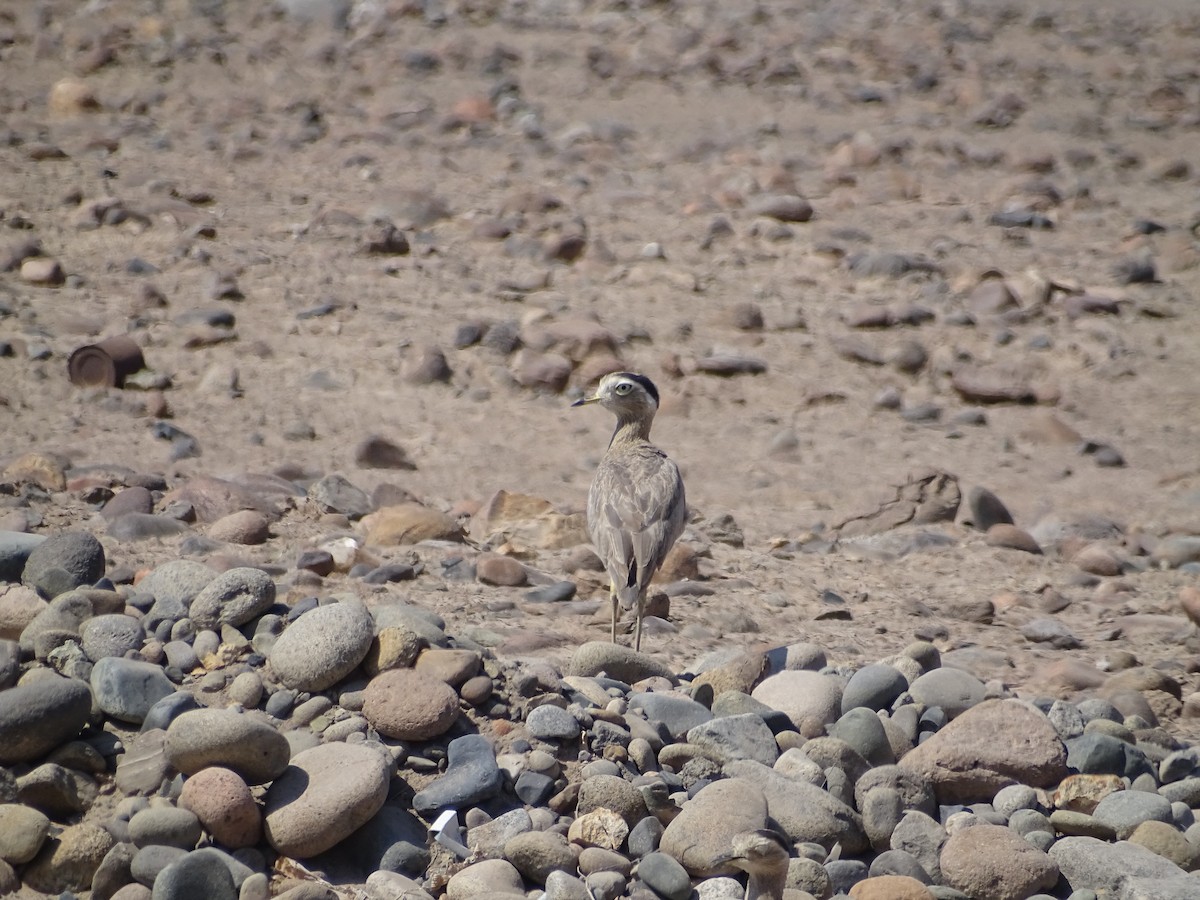 Peruvian Thick-knee - Franco  Villalobos