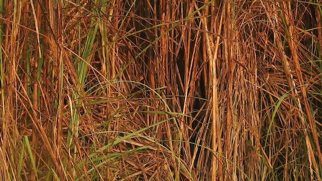 Marsh Babbler - ML395290211