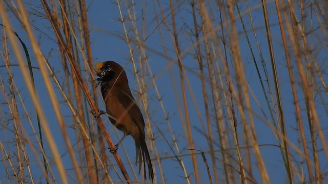 Black-breasted Parrotbill - ML395290951