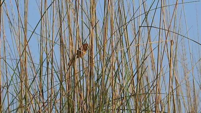 Black-breasted Parrotbill - ML395291211