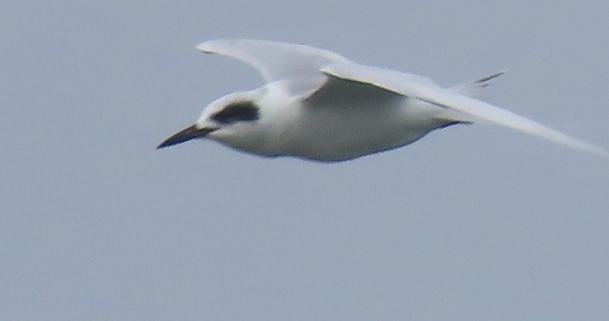 Forster's Tern - ML395291711