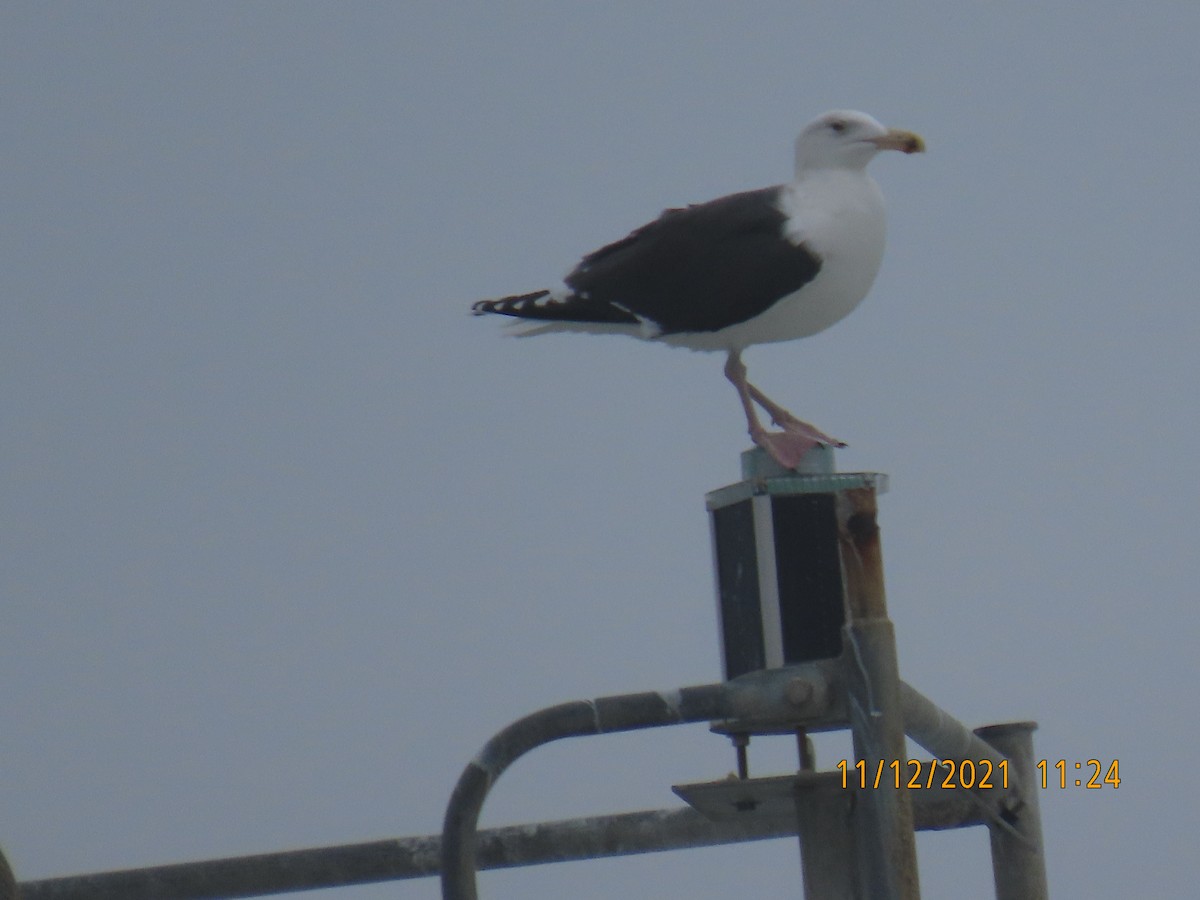 Great Black-backed Gull - ML395292011