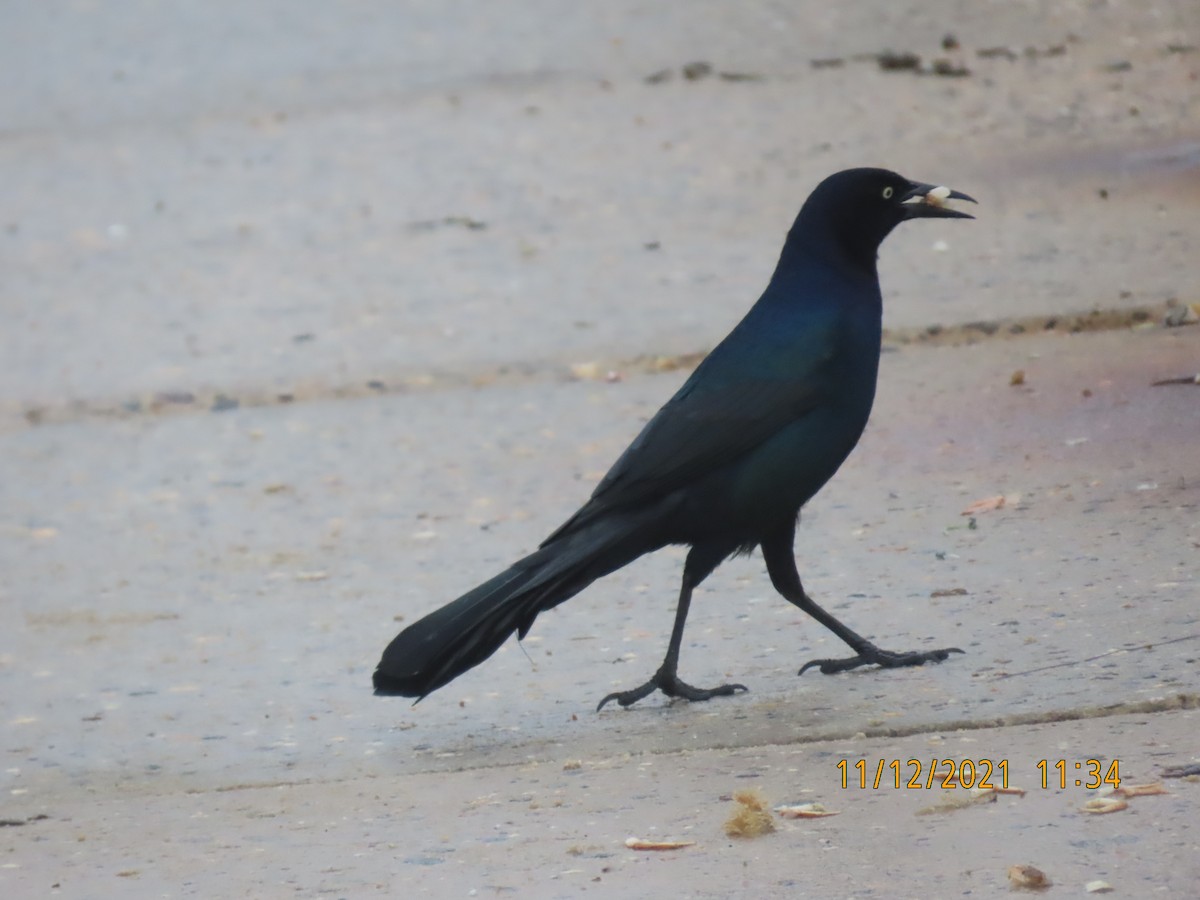 Boat-tailed Grackle - ML395292241
