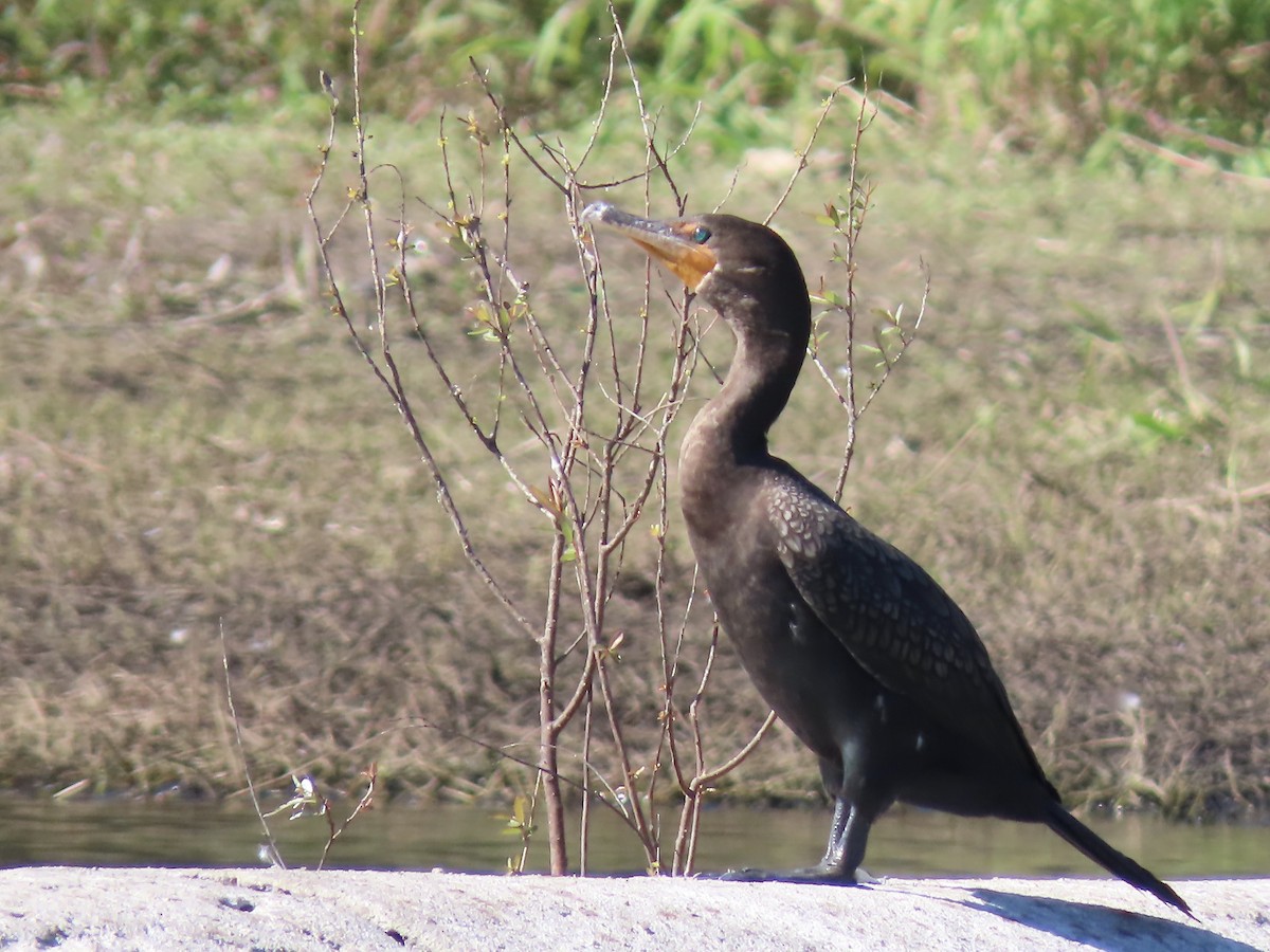 Double-crested Cormorant - ML395292251