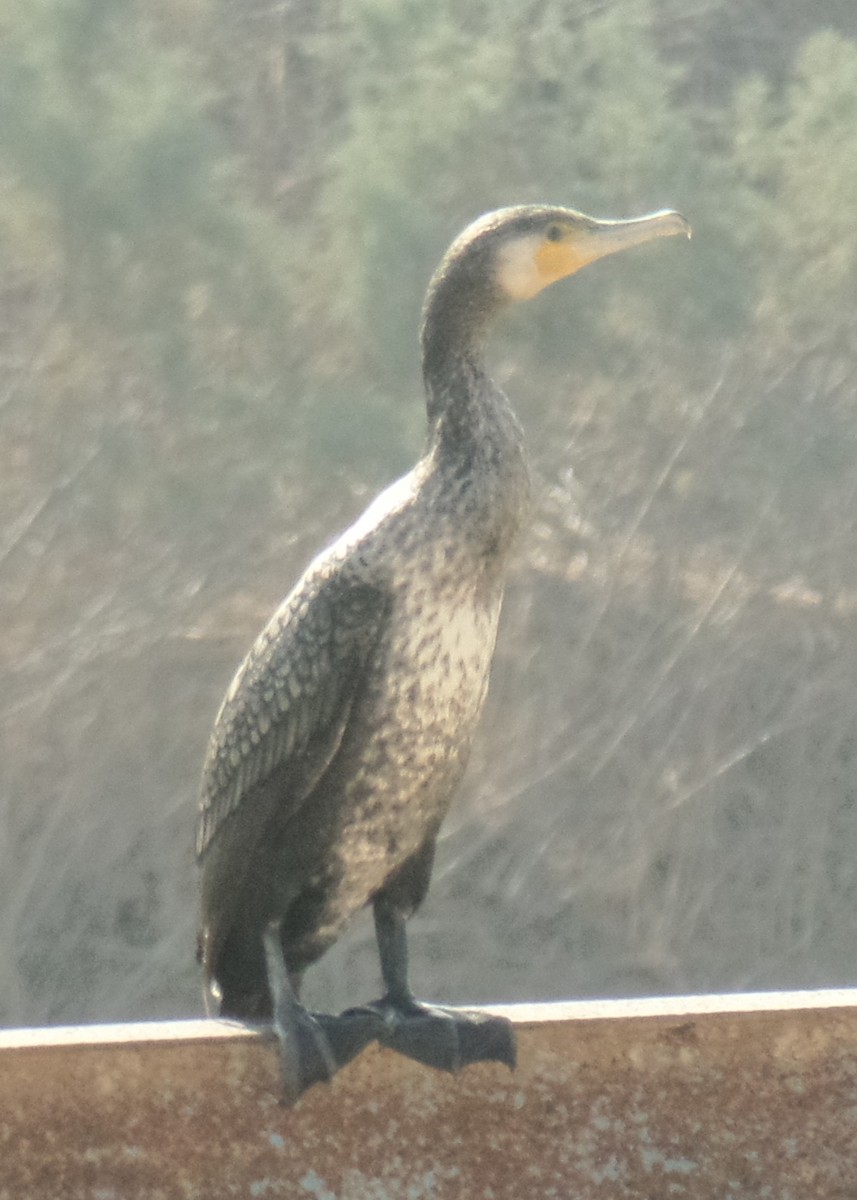 Great Cormorant - ML395292391