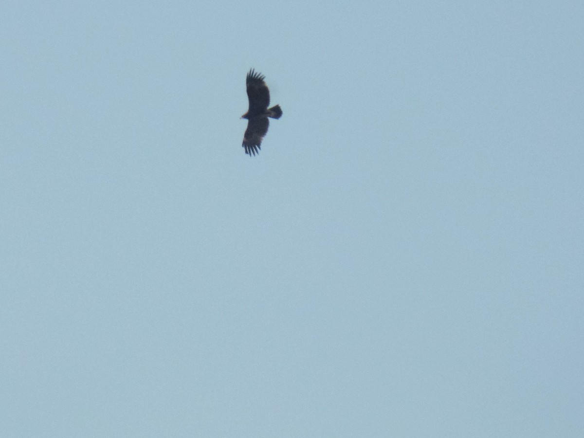 Greater Spotted Eagle - ML395292551