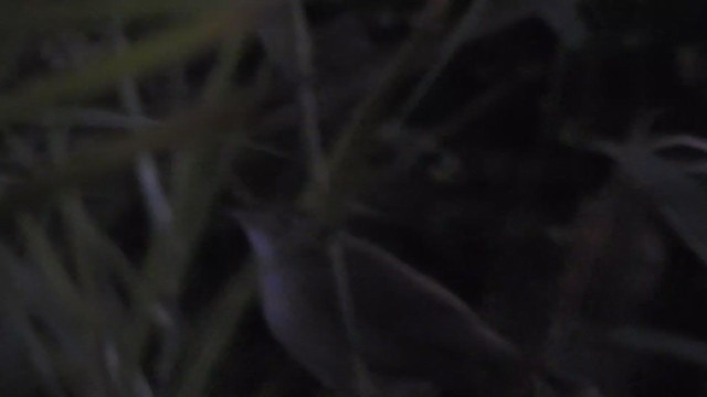 Spotted Bush Warbler - ML395293011