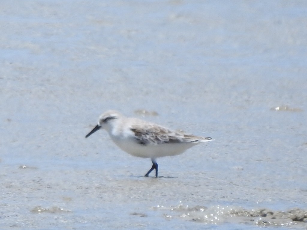 Sanderling - Scott Fox