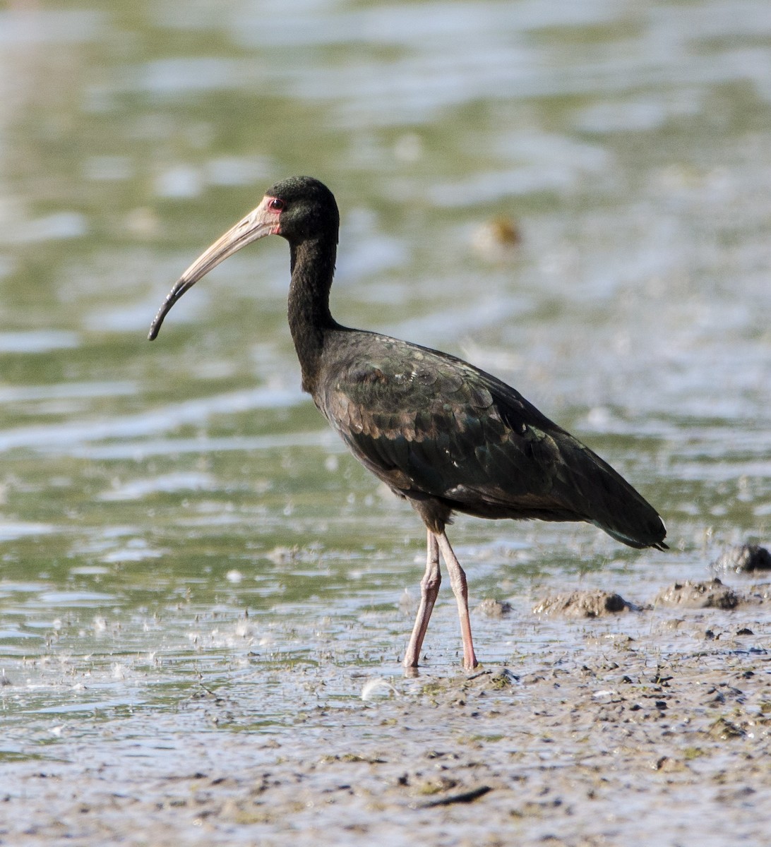 ibis tmavý - ML395295031