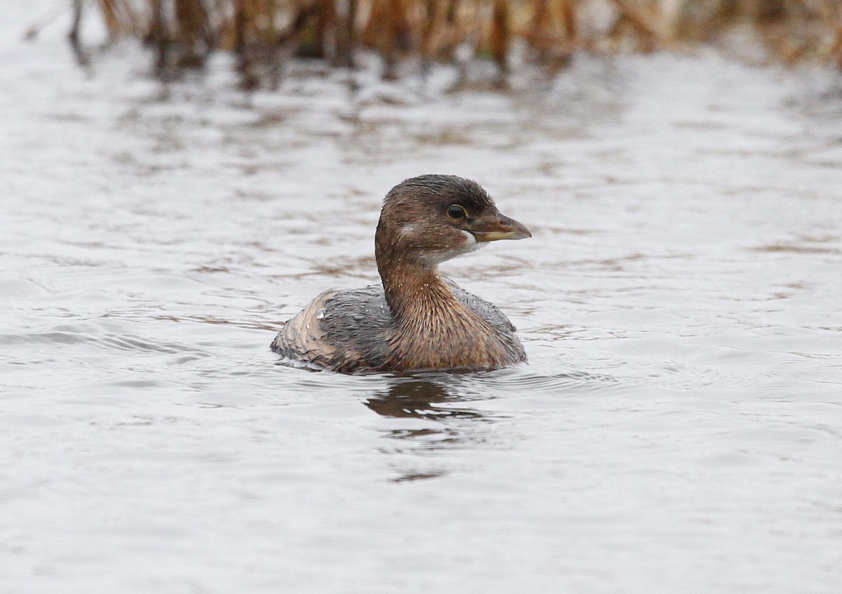 Pied-billed Grebe - Charles Fitzpatrick