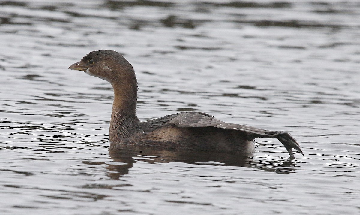 Pied-billed Grebe - Charles Fitzpatrick