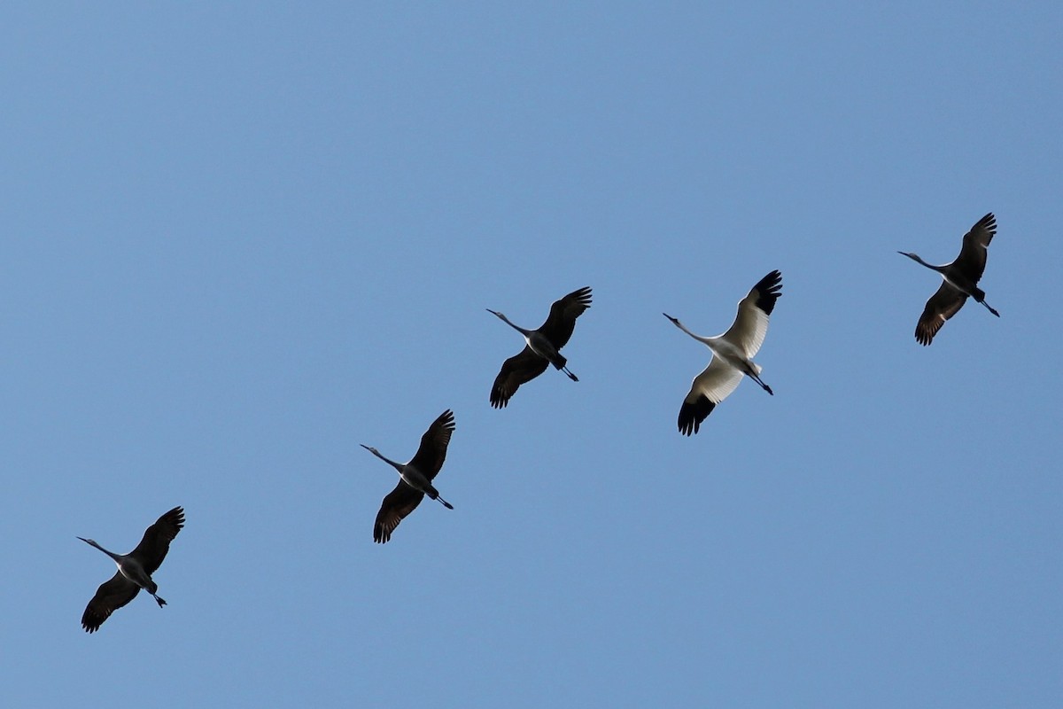 Whooping Crane - ML39529591