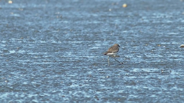 Greater Sand-Plover - ML395296901