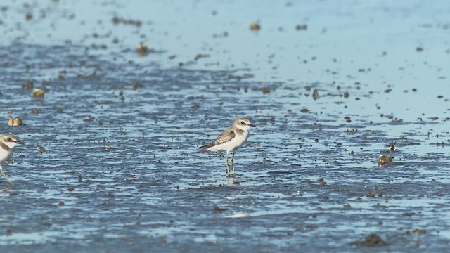 Greater Sand-Plover - ML395296931