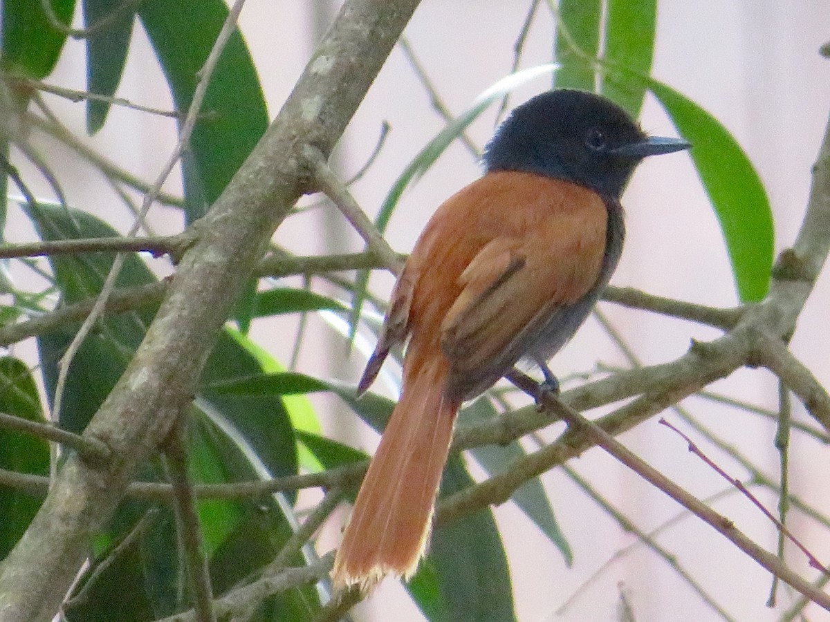 Rufous-vented Paradise-Flycatcher - Alexis Lamek