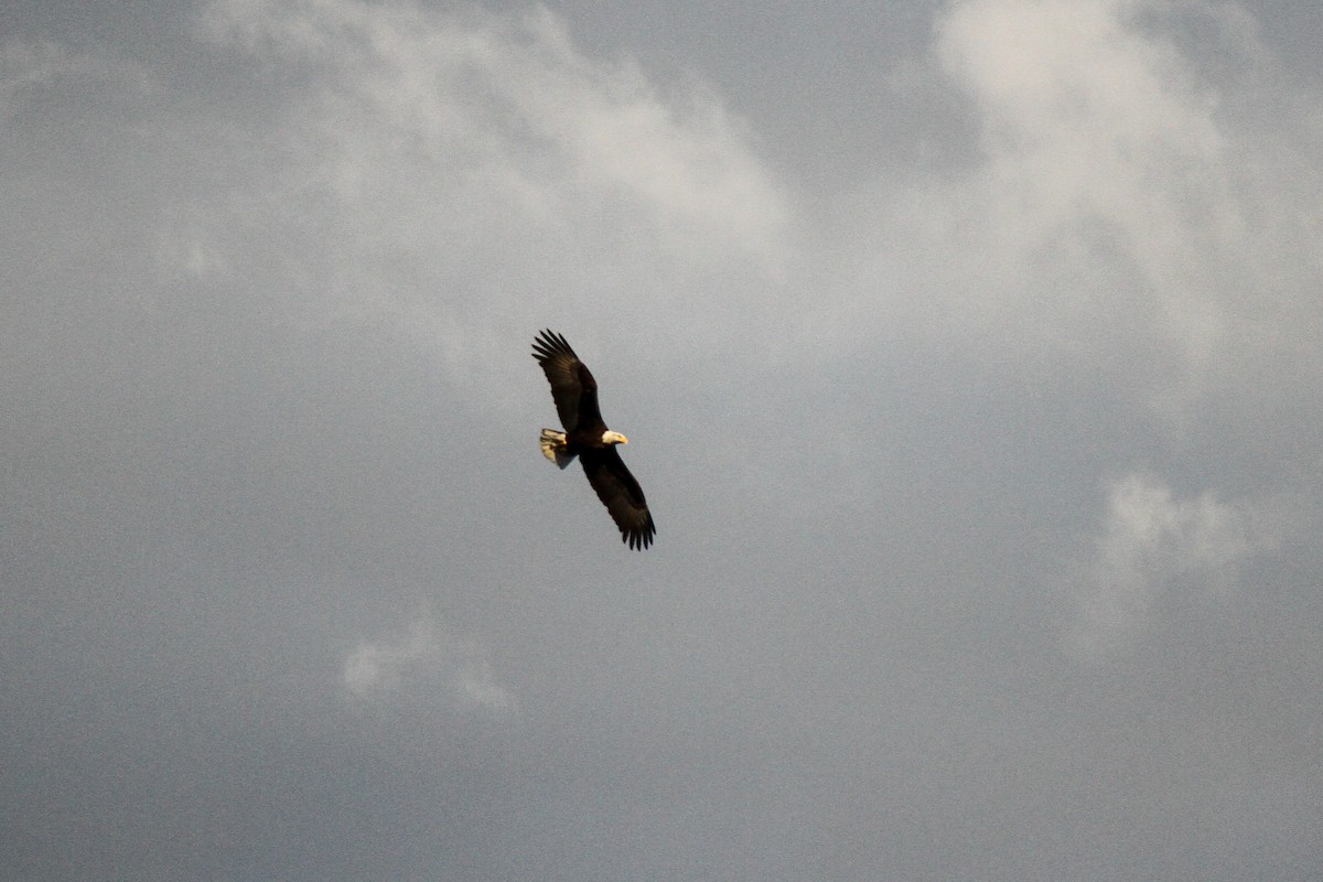 Bald Eagle - ML395298641
