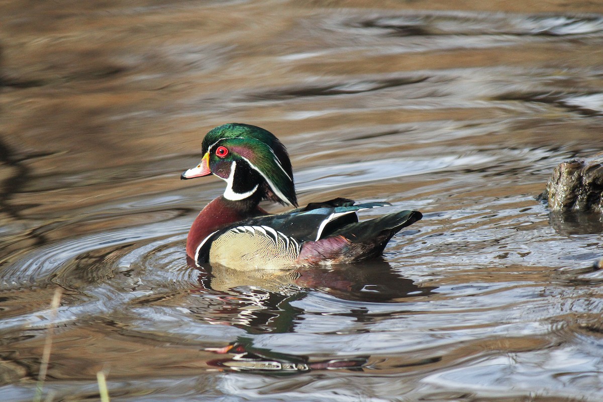 Wood Duck - Monika Croydon