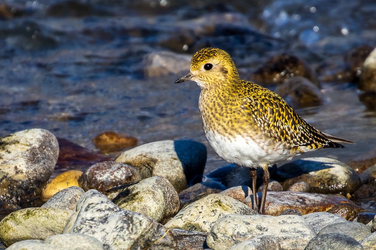 European Golden-Plover - ML395299621