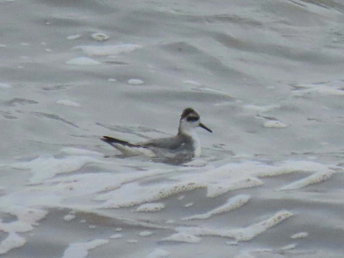 Red Phalarope - Martin Creasser