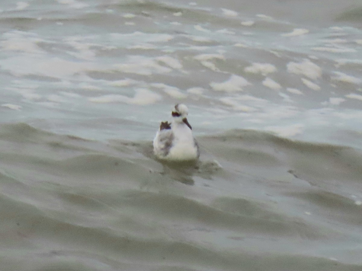 Red Phalarope - Martin Creasser