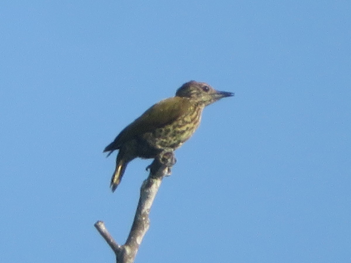 Gabon Woodpecker - ML395301291