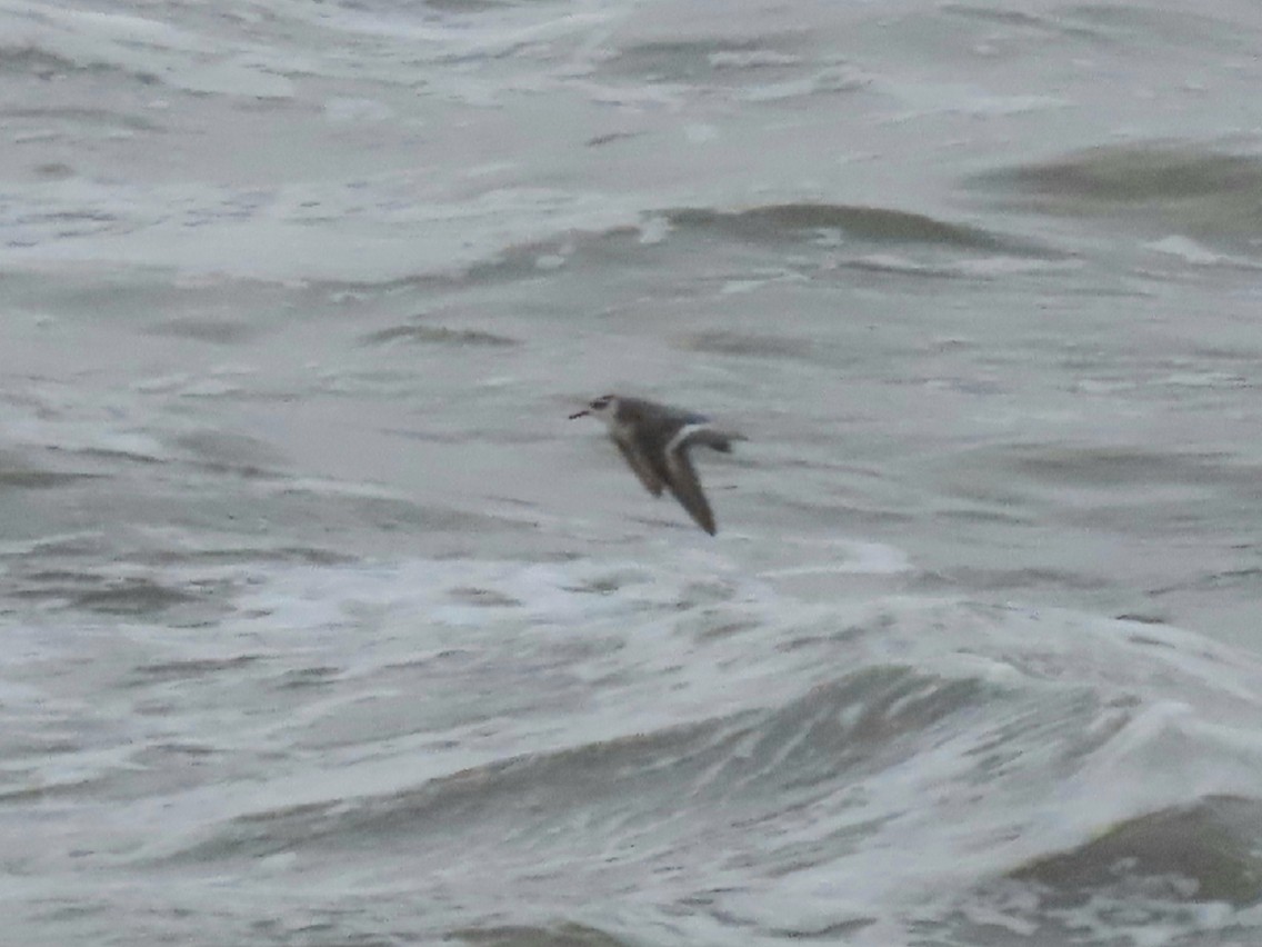 Red Phalarope - ML395301391