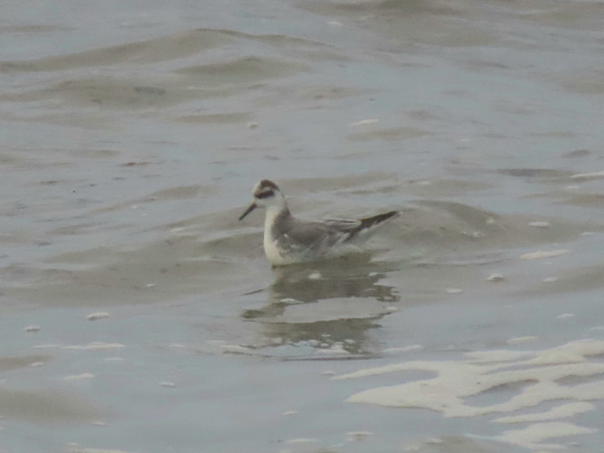 Phalarope à bec large - ML395301441