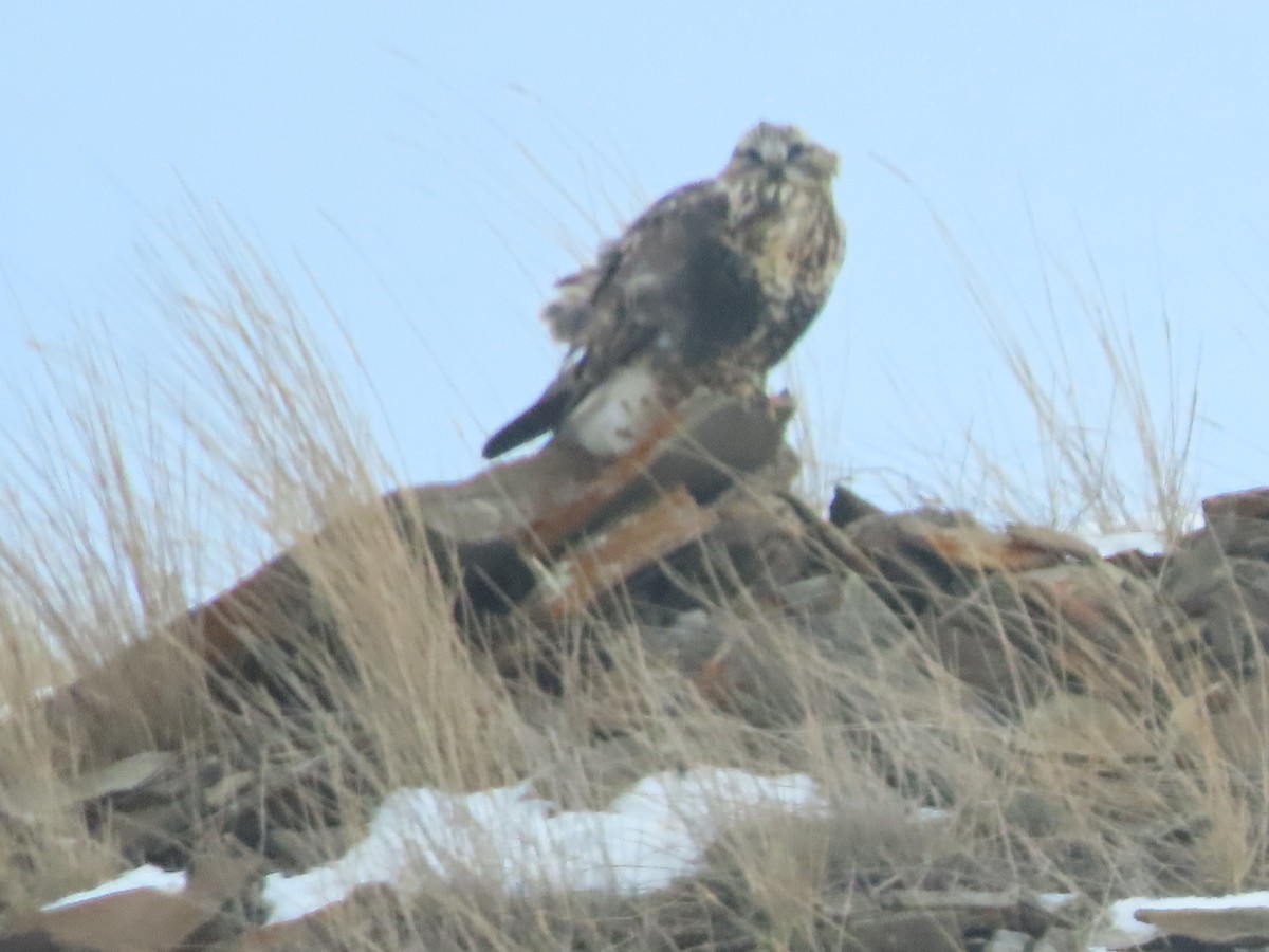 Rough-legged Hawk - ML395304001