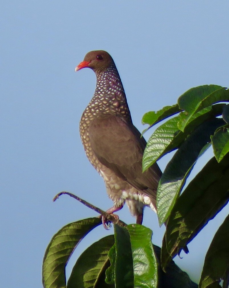 Scaled Pigeon - Carlos Sanguinetti