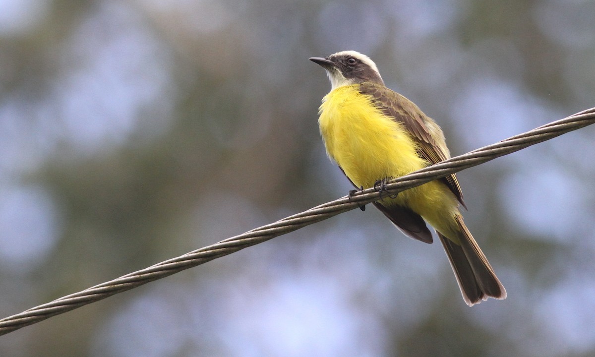 Social Flycatcher - ML39530441