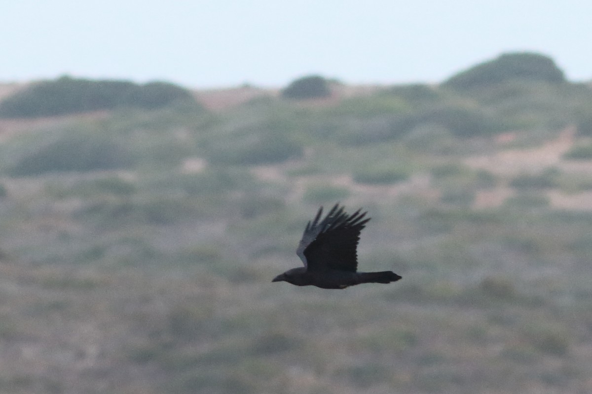 Common Raven - ML395304591