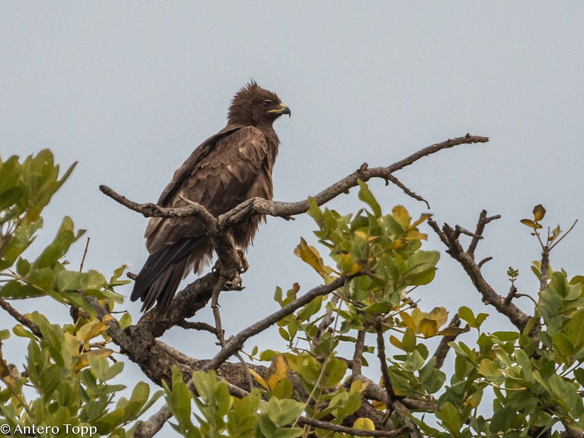 Wahlberg's Eagle - ML395304651