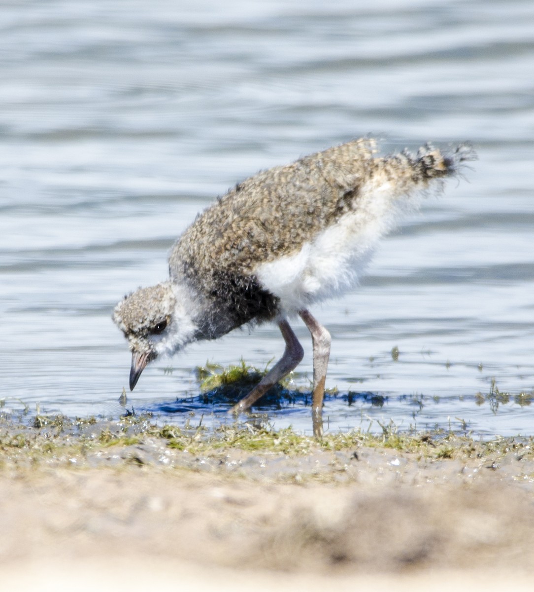 Southern Lapwing - ML395305031