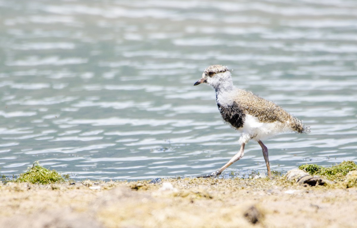 Southern Lapwing - ML395305071