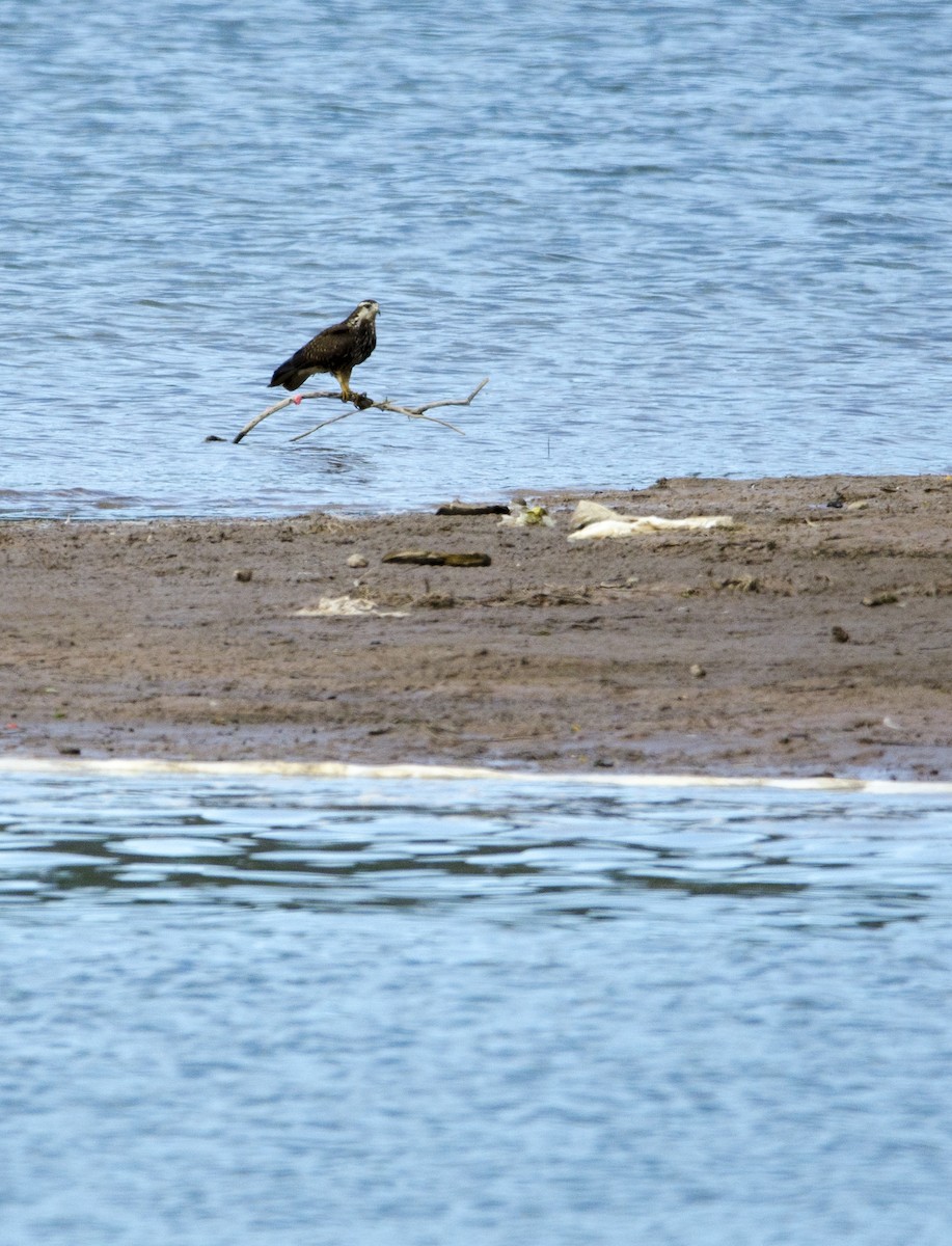 Snail Kite - ML395305261