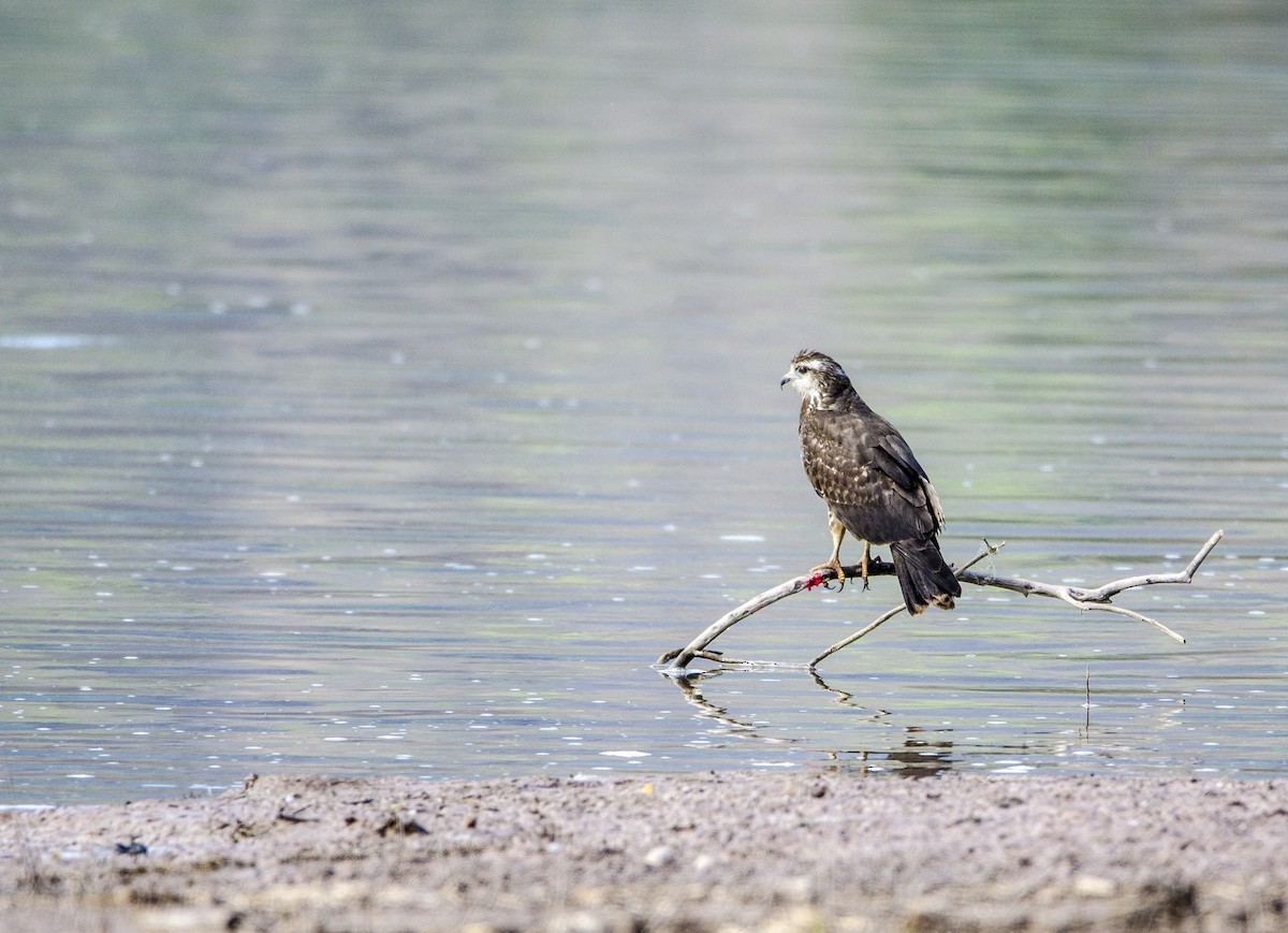 Snail Kite - ML395305271