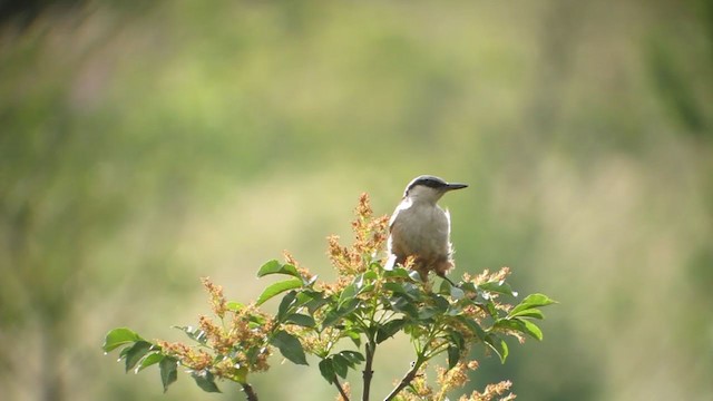 Sittelle de Neumayer - ML395306411