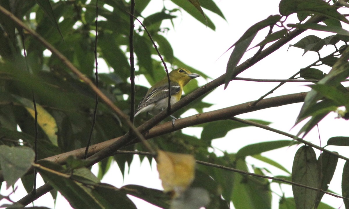 Yellow-throated Vireo - ML39530701