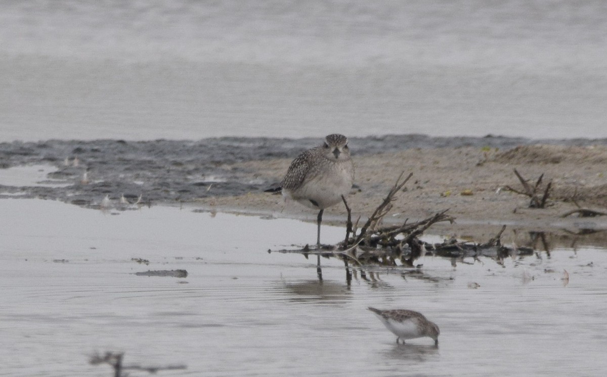 Black-bellied Plover - Paul Vandenbussche