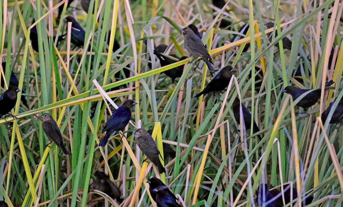 Brown-headed Cowbird - ML395308161