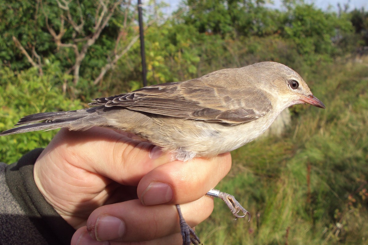 Barred Warbler - ML395309541