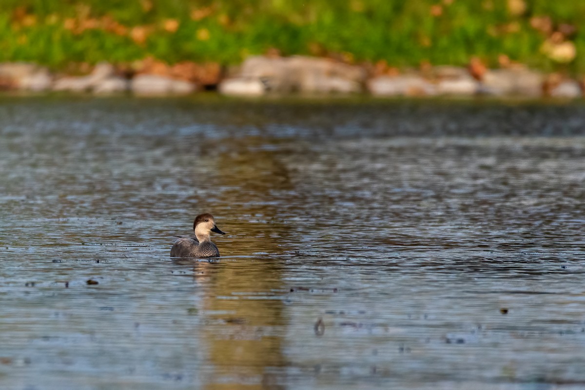 Gadwall - ML395309661