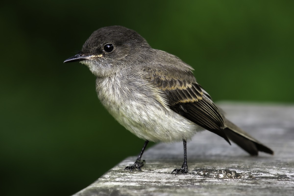 Eastern Phoebe - ML395309991