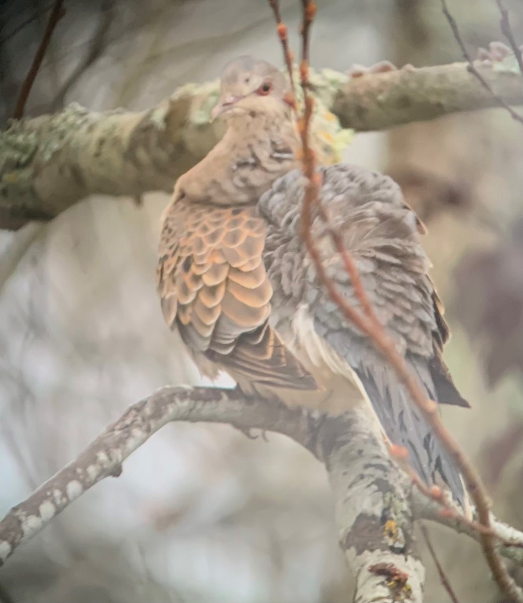 Oriental Turtle-Dove - ML395310061