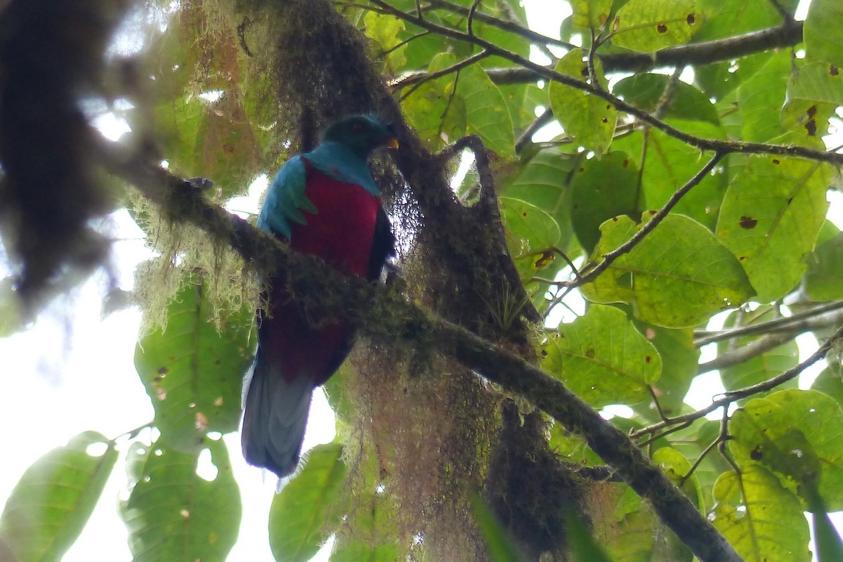 Crested Quetzal - ML395310531