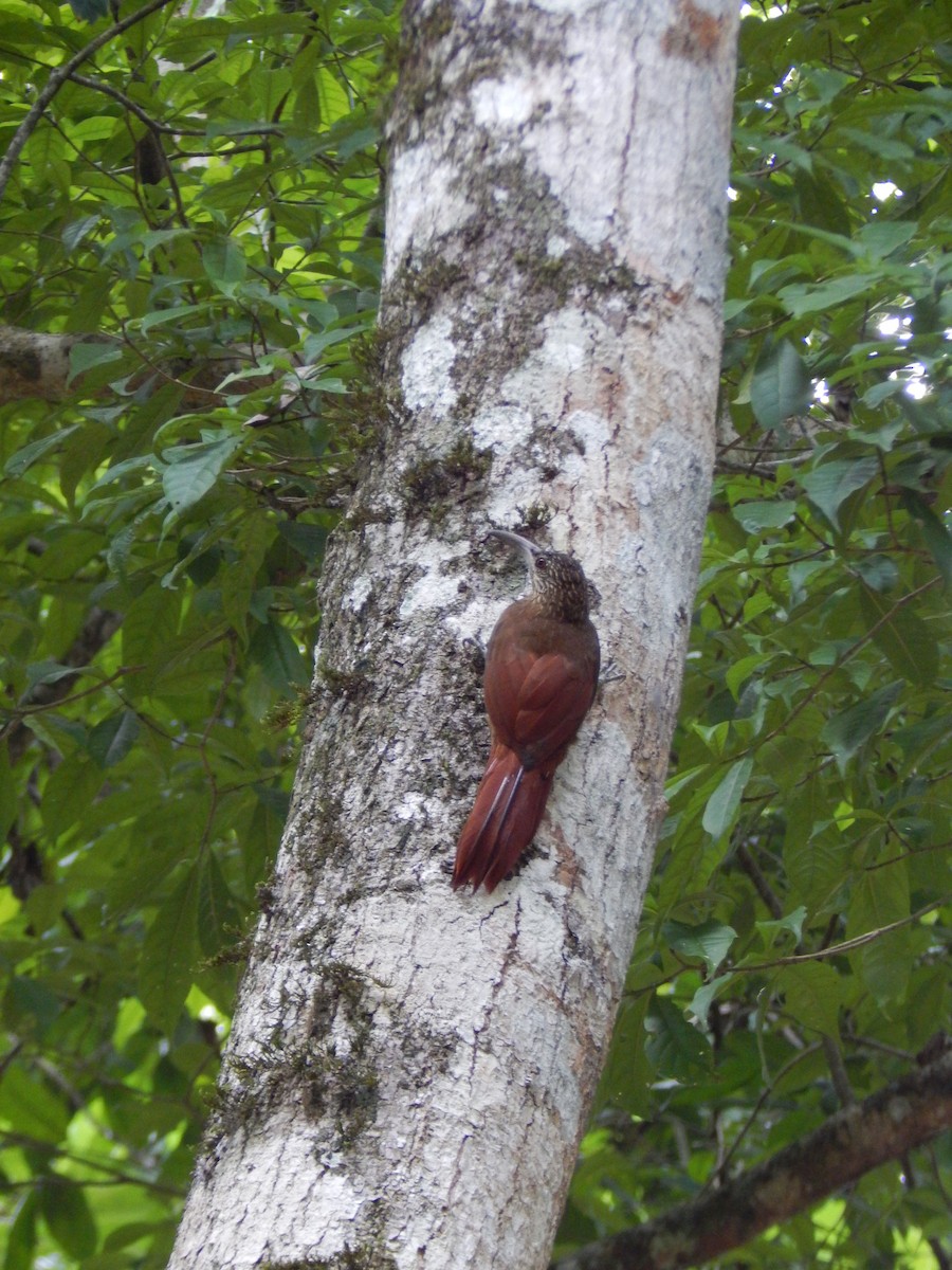 Strong-billed Woodcreeper - ML395310901