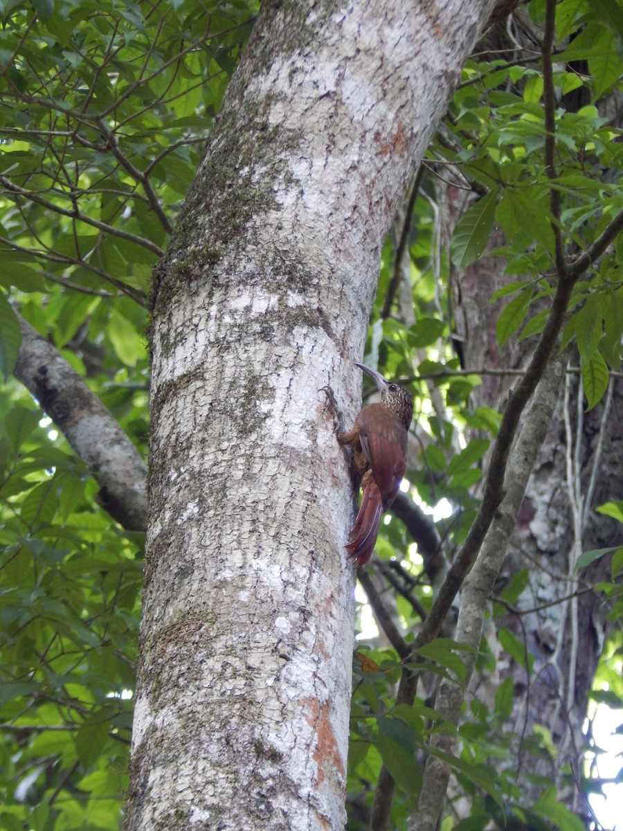 Strong-billed Woodcreeper - ML395310971